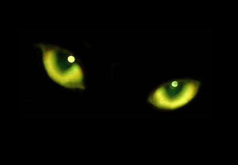 File:BlackCat2.jpg