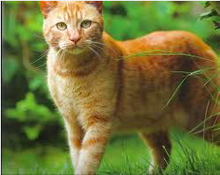 Orange Tabby