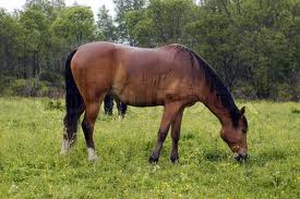 File:Horse.jpg