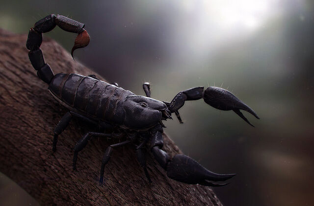 File:Monster - Scorpion.jpg