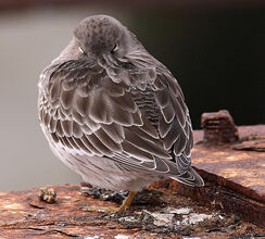 Purple sandpiper