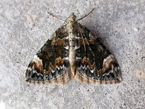 Dark marbled carpet