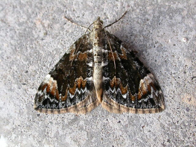 File:Dark marbled carpet.jpg