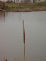 Great Reedmace2