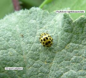 22 Spot