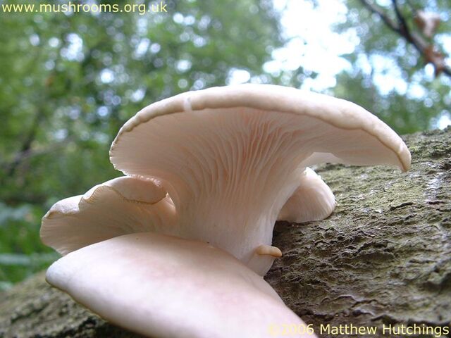 File:Oyster Fungus.jpg