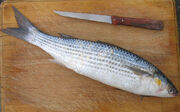 Golden grey mullet