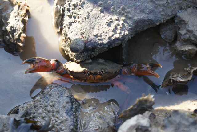 File:Shore Crab.jpg