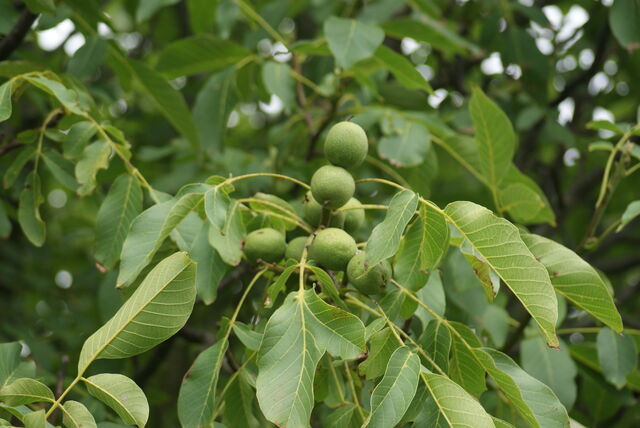 File:Walnut.jpg