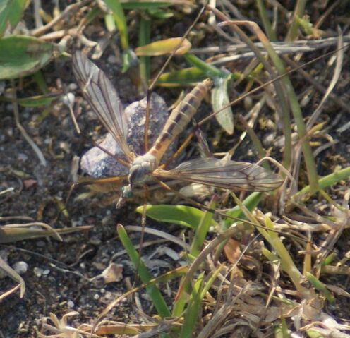 File:Crane Fly.jpg