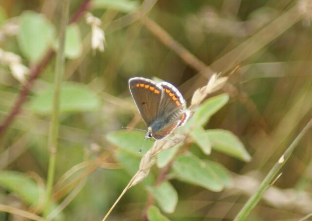 File:Brown Argus.jpg
