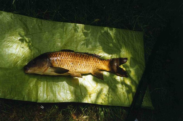 File:Wirgolwild.jpg