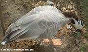 Captive Bar-headed Goose