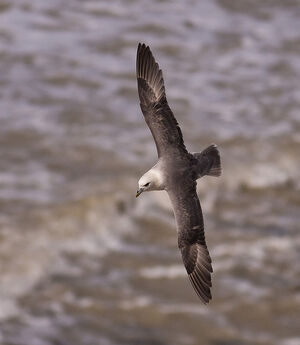Fulmar