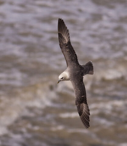 File:Fulmar.jpg
