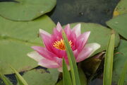 Red water lilly