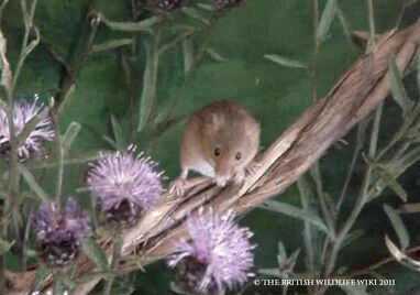 Harvest Mouse