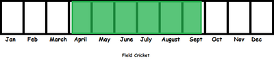 Field Cricket TL