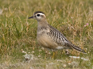 Dotterel