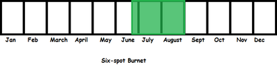 Six-spot Burnet TL