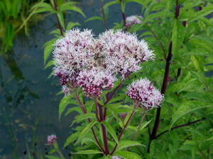 Hemp agrimony