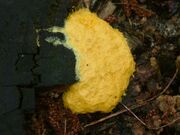 Fuligo septica Slime mould Brindley Heath