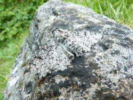 Peppered Moth