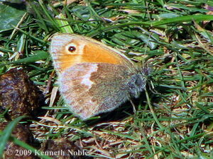 Small heath KN