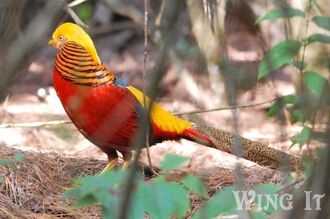 Golden Pheasant (S.Allen)