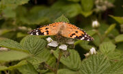 Painted Lady