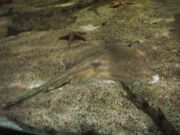 Small eyed Ray