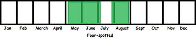 Four-spotted TL