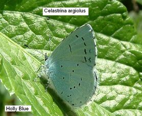 Holly Blue