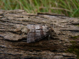 Cymatophorima diluta - Oak Lutestring