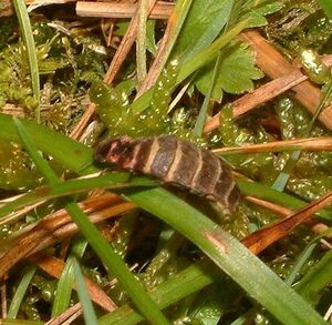 Lampyris noctiluca