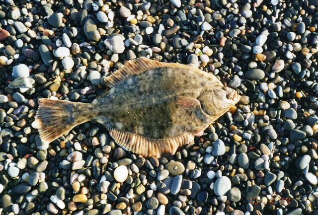File:Flounder.jpg