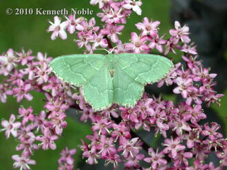 Common emerald