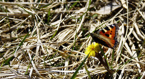 Small Tortoiseshell