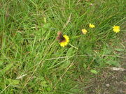Scotch Argus
