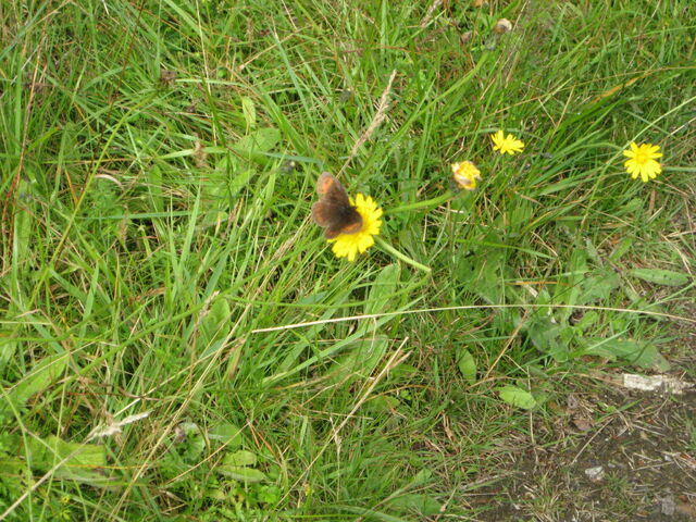 File:Scotch Argus.jpg