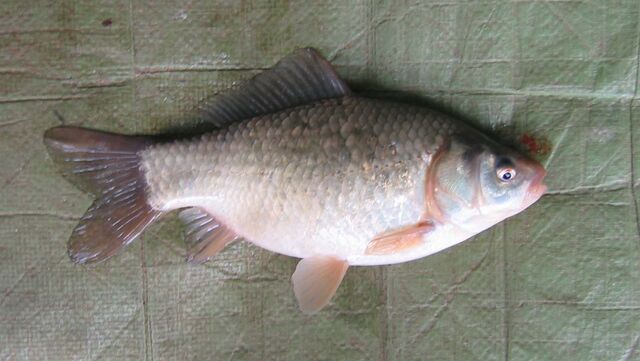File:Standard Goldfish.jpg