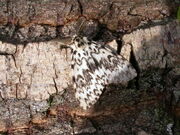 Black arches ex3384 (800)