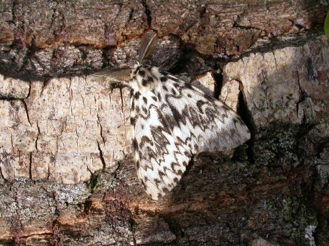 File:Black arches ex3384 (800).jpg
