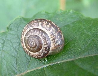 Copse Snail