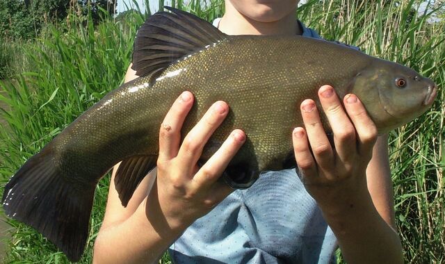 File:Tench.jpg