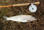 From Hebridean loch