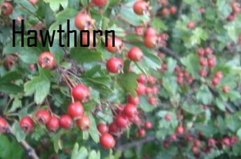 Hawthorn