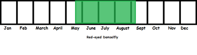 Red-eyed Damselfly TL