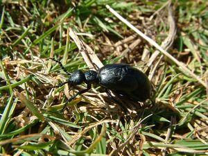 Meloe proscarabaeus