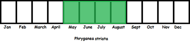 Phryganea striata TL